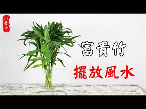 富貴竹風水2023|富貴竹風水：旺宅秘笈